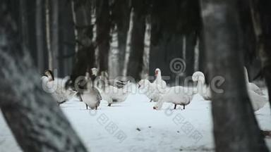 一群家鹅在雪地里走在户外寻找草和食物。 美丽的特写纪录片